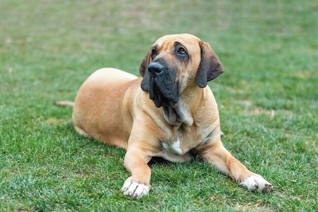 von weiblichem Wächterhund Fila Brasileiro Brazilian Mastiff