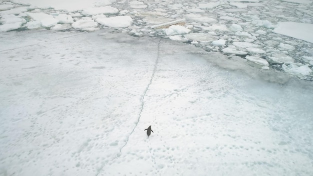 Foto voo aéreo sobre a antártida pinguim correndo sobre a neve e o gelo coberta de terra drone da paisagem de inverno