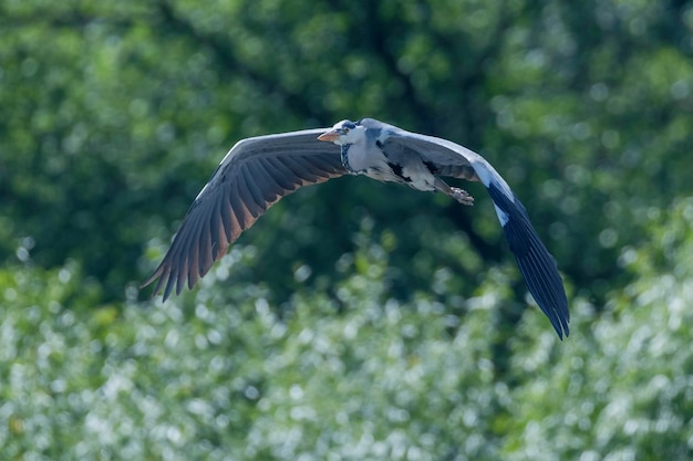 Vôo da garça-real (ardea herodias) garça-real-cinzenta voando no céu azul