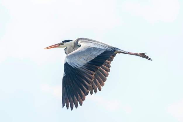 Vôo da garça-real (ardea herodias) Vôo da garça-real-cinzenta voando