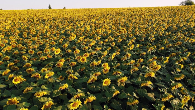 Vôo de visão aérea de drone sobre campo com cabeças de girassol maduras ao pôr do sol