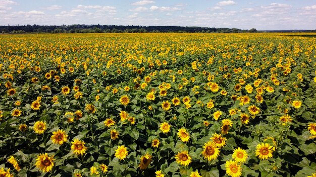 Vôo de visão aérea de drone sobre campo de girassol em dia ensolarado de verão