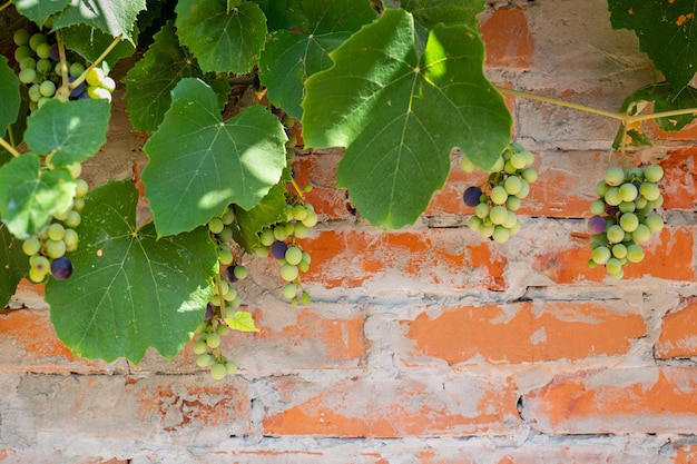 Vor dem Hintergrund einer Backsteinmauer der Fassade eines Dorfhauses hängen Trauben reifer Weintrauben