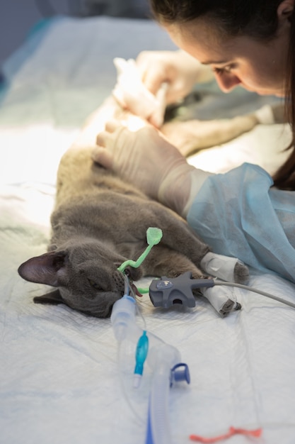 Vorbereitung für die Sterilisation, Operation der Katze in der Tierklinik