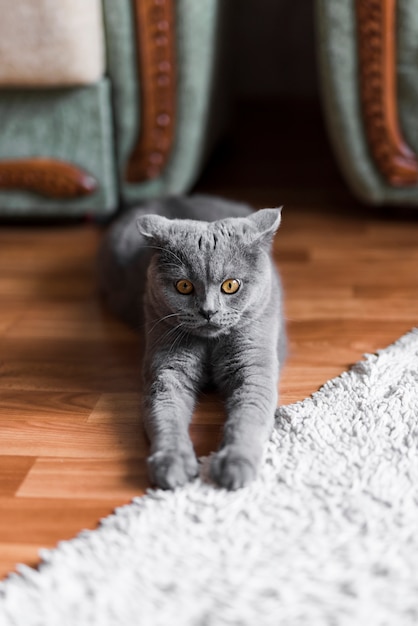 Foto vorderansicht der grauen britisch kurzhaar-katze, die auf boden ausdehnt