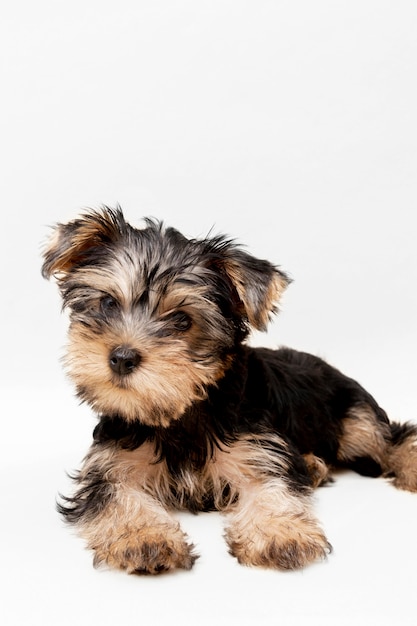 Vorderansicht des charmanten Yorkshire Terrier Welpen mit Kopienraum