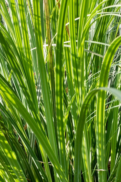 Vorderansicht des Grüns mit Blättern