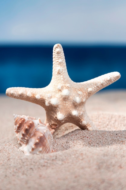 Vorderansicht des Seesterns und der Muschel im Strandsand