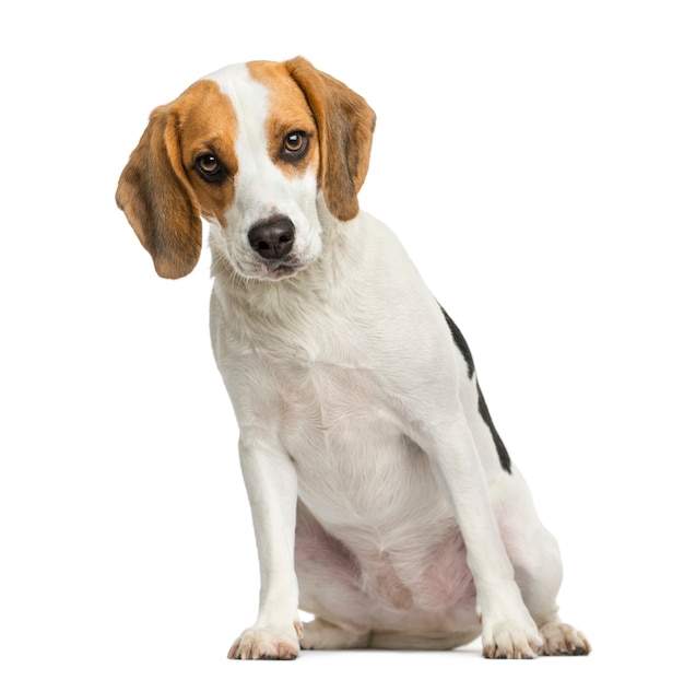 Vorderansicht eines Beagle-Welpen lokalisiert auf Weiß