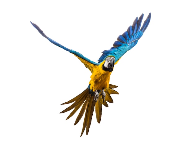 Vorderansicht eines blau-gelben Aras, Ara ararauna, fliegend, isoliert