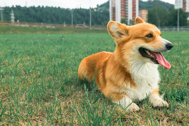 Vorderansicht eines süßen Corgis, der auf dem Rasen liegt