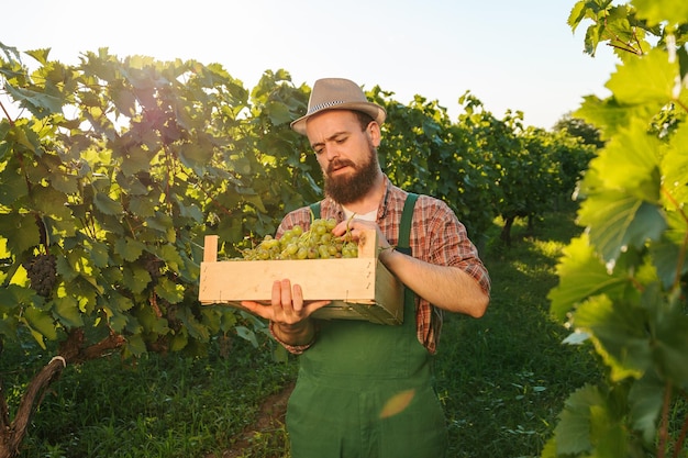 Vorderansicht junger Weinbauer, männlicher Bauer, hält eine Containerernte, die Handtrauben sortiert