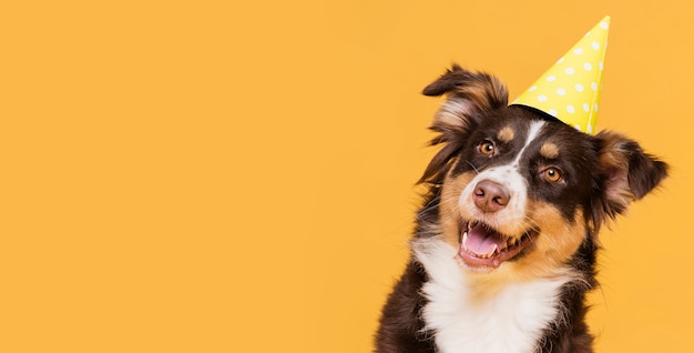 Foto vorderansicht niedlicher hund mit kopienraum