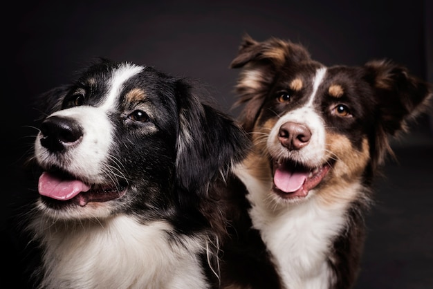 Vorderansicht süße Hunde