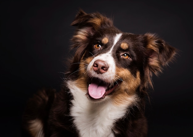 Foto vorderansicht süßer hund