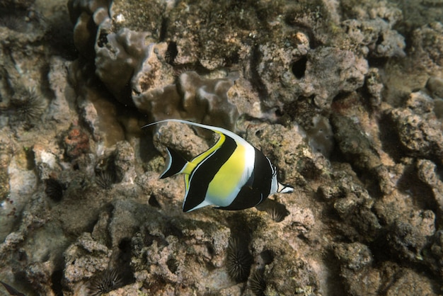 Vorderansicht von exotischen Fischen, die im Ozean schwimmen