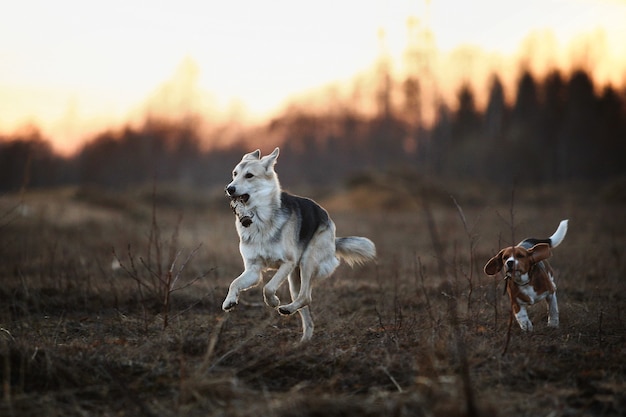 Vorderansicht zwei Husky- und Beagle-Hunde, die in der Abenddämmerung auf dem Feld spielen und zueinander laufen