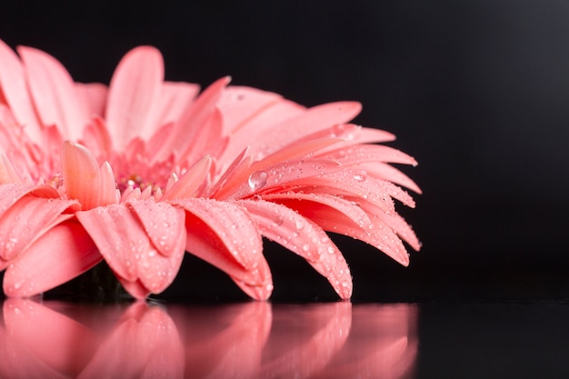 Vorderansichtblumenblätter der Nahaufnahme des rosa Gerbera