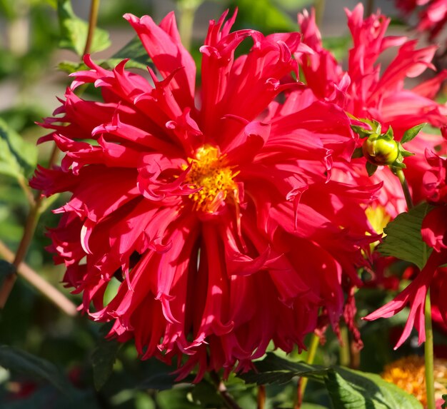 vorderes oberes Foto von roter und weißer frischer Dahlienblume in einem botanischen Herbstgarten