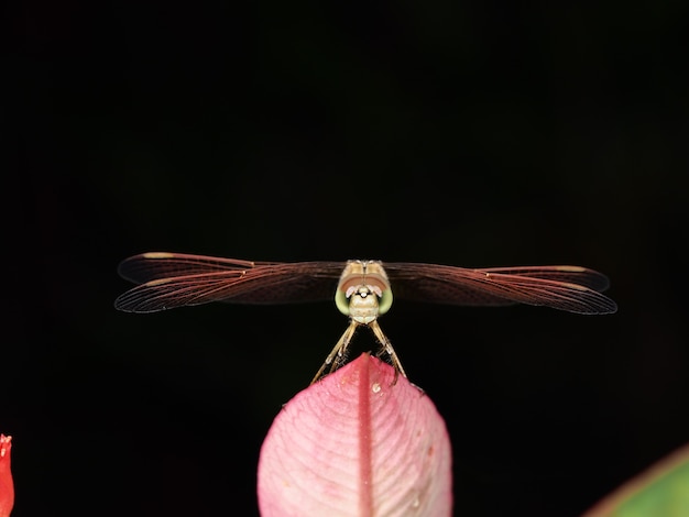 Vorderseite der Libelle ruht auf rosa Blatt