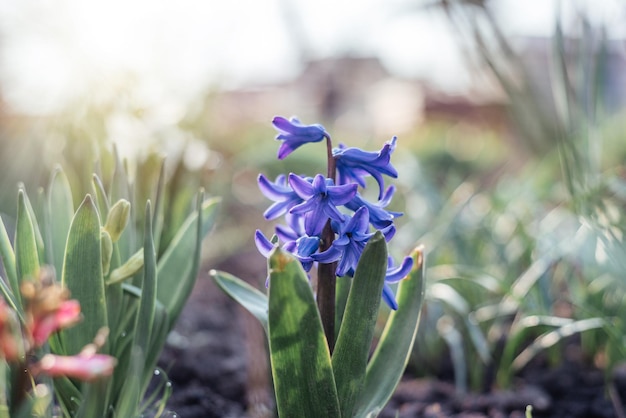 Vorfrühling bläulich lila Hyazinthenblüte im Garten