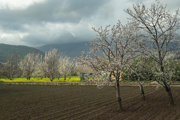 Vorfrühling blühende Gärten in Süditalien in den Bergen Subsistenzlandwirtschaft Eigenbetriebe für die Produktion von Obst und Beeren Blühende Aprikosen- und Pfirsichbäume