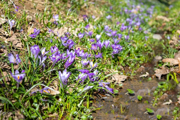 Vorfrühling blüht Krokusse in den Karpaten in der Ukraine