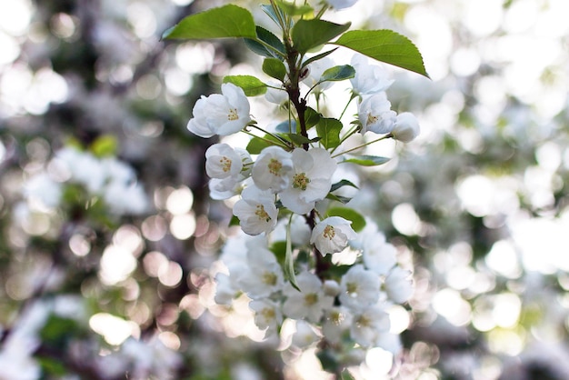 Vorfrühling der blühende Apfelbaum mit strahlend weißen Blüten