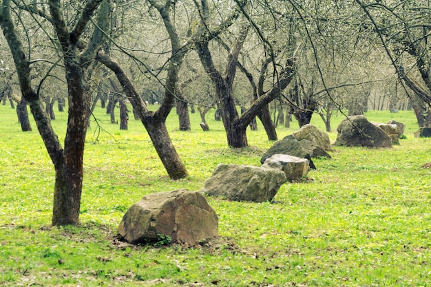 Vorfrühling im Apfelbaumgarten