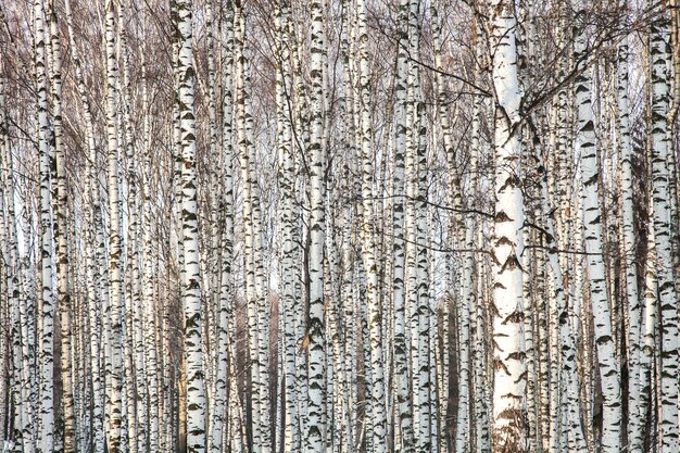 Vorfrühling im Birkenwald