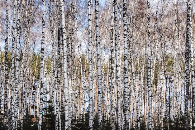 Vorfrühling im Birkenwald