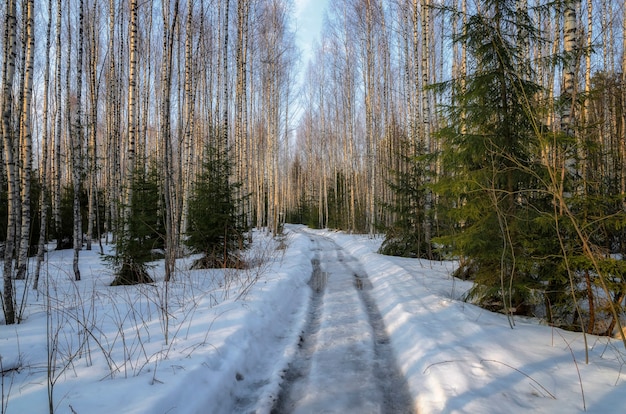 Vorfrühling im russischen Wald