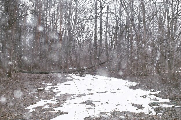 Vorfrühling im Wald / Bäume ohne Blätter, Schnee schmilzt, grauer trauriger Waldpark im Frühjahr