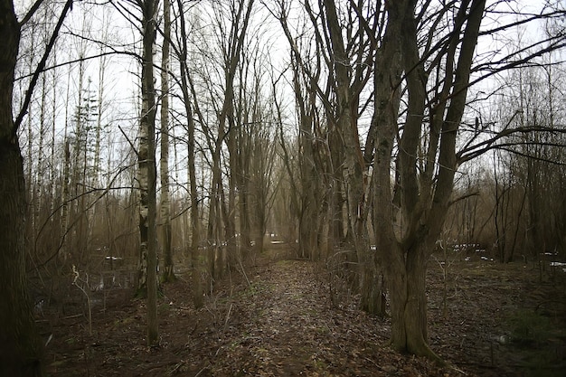 Vorfrühling im Wald / Bäume ohne Blätter, Schneeschmelze, grauer trauriger Waldpark im Frühling