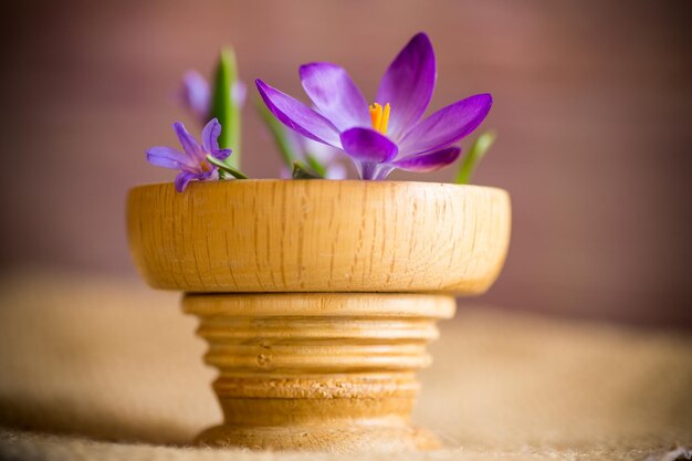 Vorfrühling lila Blüten Krokusse in einem Holztopf