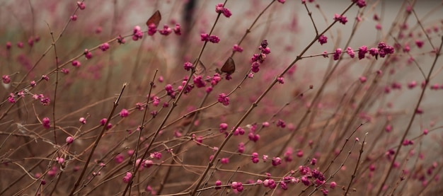 Vorfrühling rosa Beerenbusch