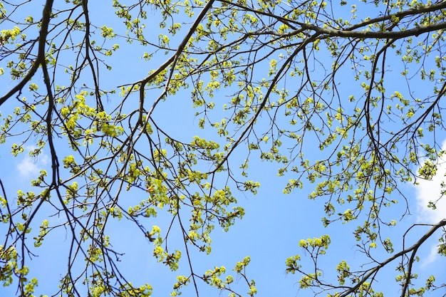 Vorfrühlingsbaumzweige mit gelben Blumen vor blauem Himmelshintergrund