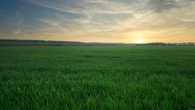 Vorfrühlingsgrünes Feld mit neuen Feldfrüchten. Landwirtschaftliche Agrarlandschaft. Kopierraumhintergrund