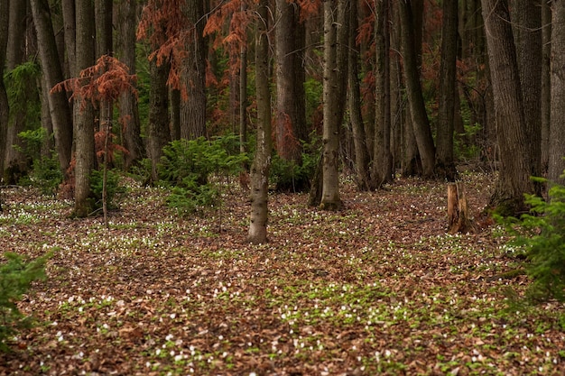 Vorfrühlingswald-Naturlandschaft mit ersten Blumenholzanemonen