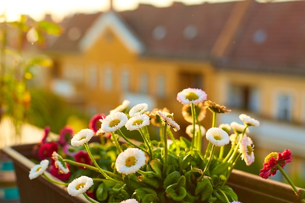 Foto vorgarten auf der veranda blumen in töpfen mit einer stadt im hintergrund