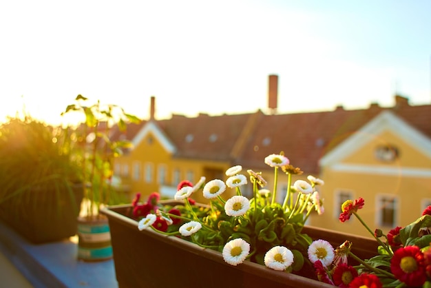 Vorgarten auf der Veranda Blumen in Töpfen mit einer Stadt im Hintergrund