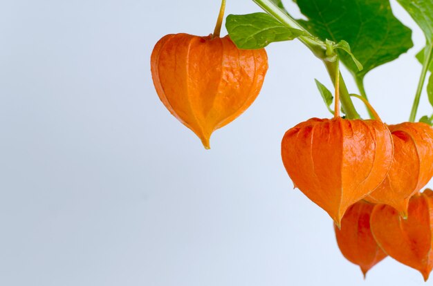 Foto vorlage mit reifen roten physalis blumen.