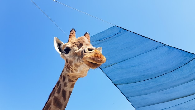Vorne bei Giraffenblick gegen den blauen Himmel