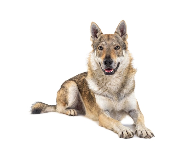 Vorne liegender tschechoslowakischer Wolfshund