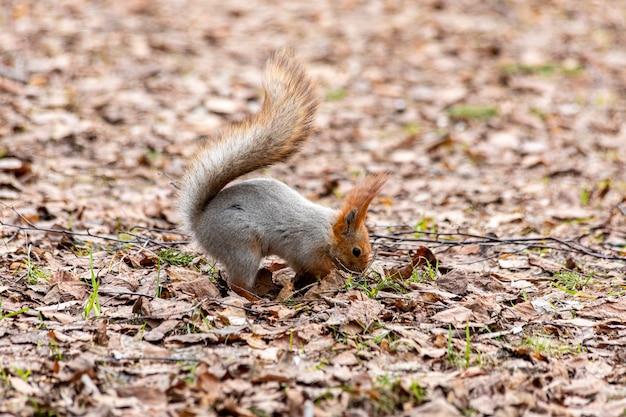 Vorsichtiger lustiger Squirel, der nach Nahrung im Wald sucht