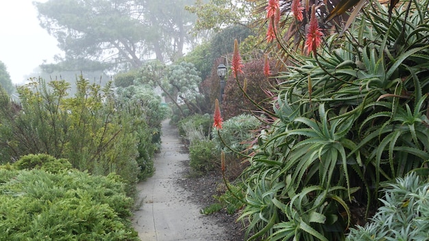 Vorstadtstraße neblig regnerisch Natur Kalifornien Flora rote Aloe Blume im Garten
