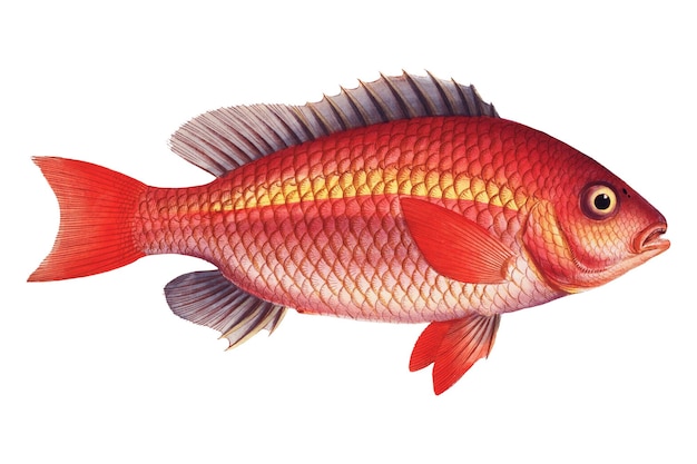 Vosmars Grunt pegatina png de pescado ilustraciones antiguas de fondo transparente