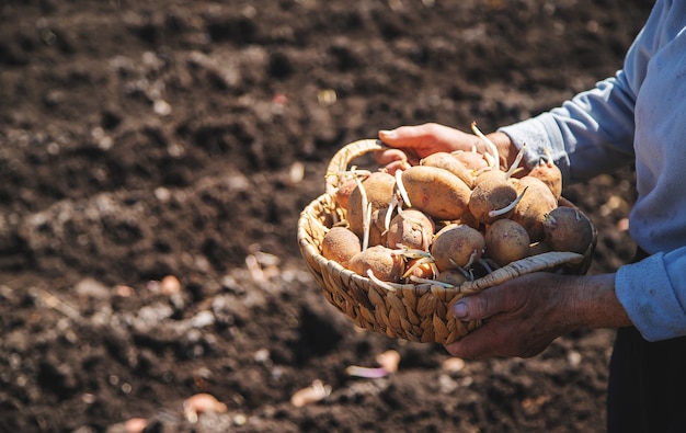 Vovó plantando batatas germinadas no jardim