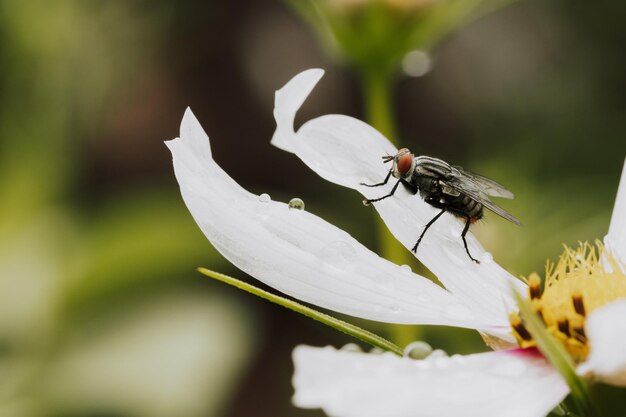 Foto vuela en la flor blanca