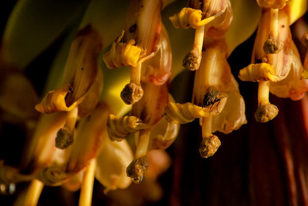 vuela en la flor del plátano